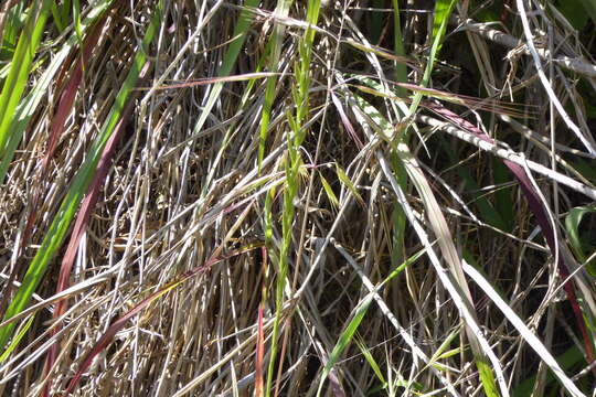 Image of Italian Rye Grass