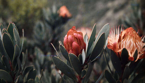 Image de Protea nubigena J. P. Rourke