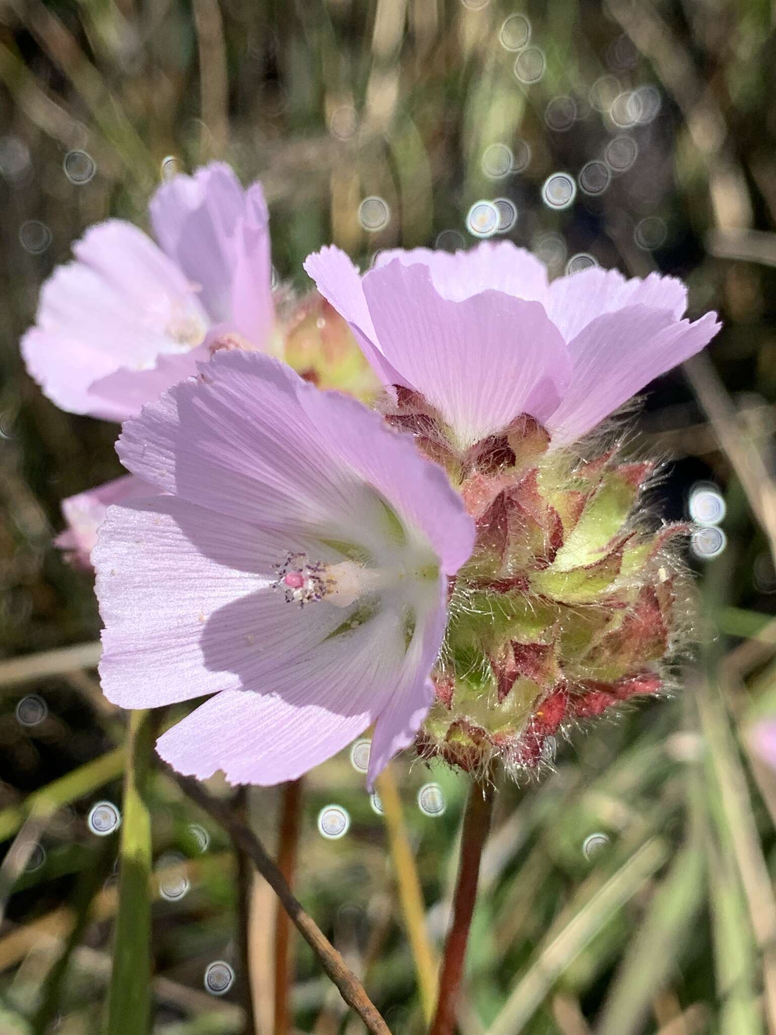 Image of annual checkerbloom