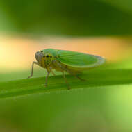 Image of Cicadella viridis (Linnaeus 1758)