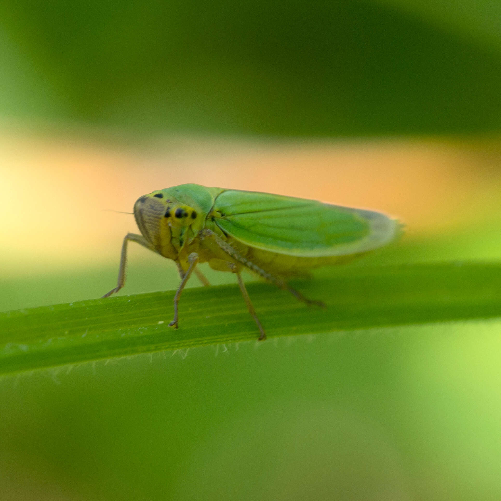 Image of Cicadella viridis (Linnaeus 1758)