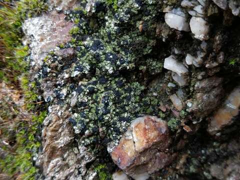 Image of aromatic bruised lichen