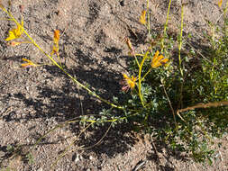 Plancia ëd Kersia foliosa var. lutea (Sond.) Roalson & J. C. Hall