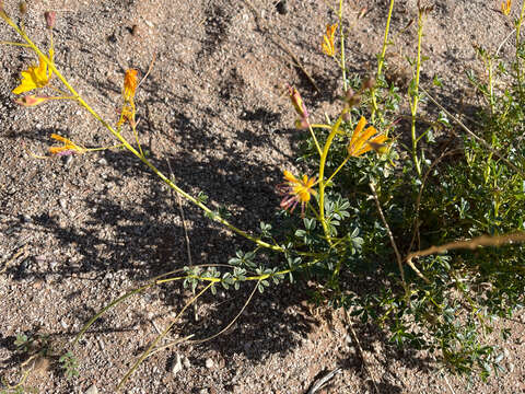 Image of Kersia foliosa (Hook. fil.) Roalson & J. C. Hall