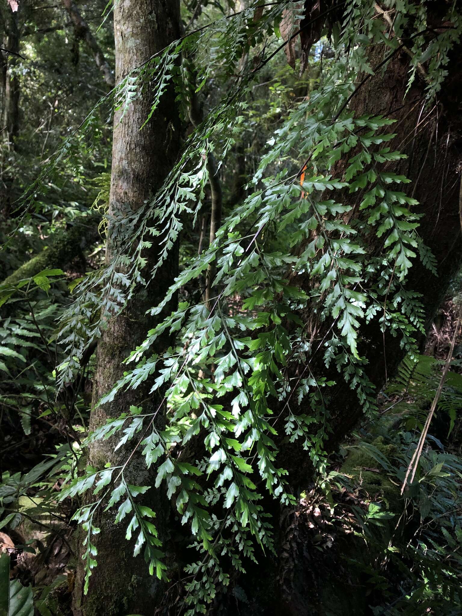 Asplenium neolaserpitifolium Tard. & Ching resmi