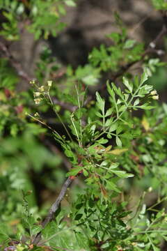 Image of Bursera laxiflora S. Wats.