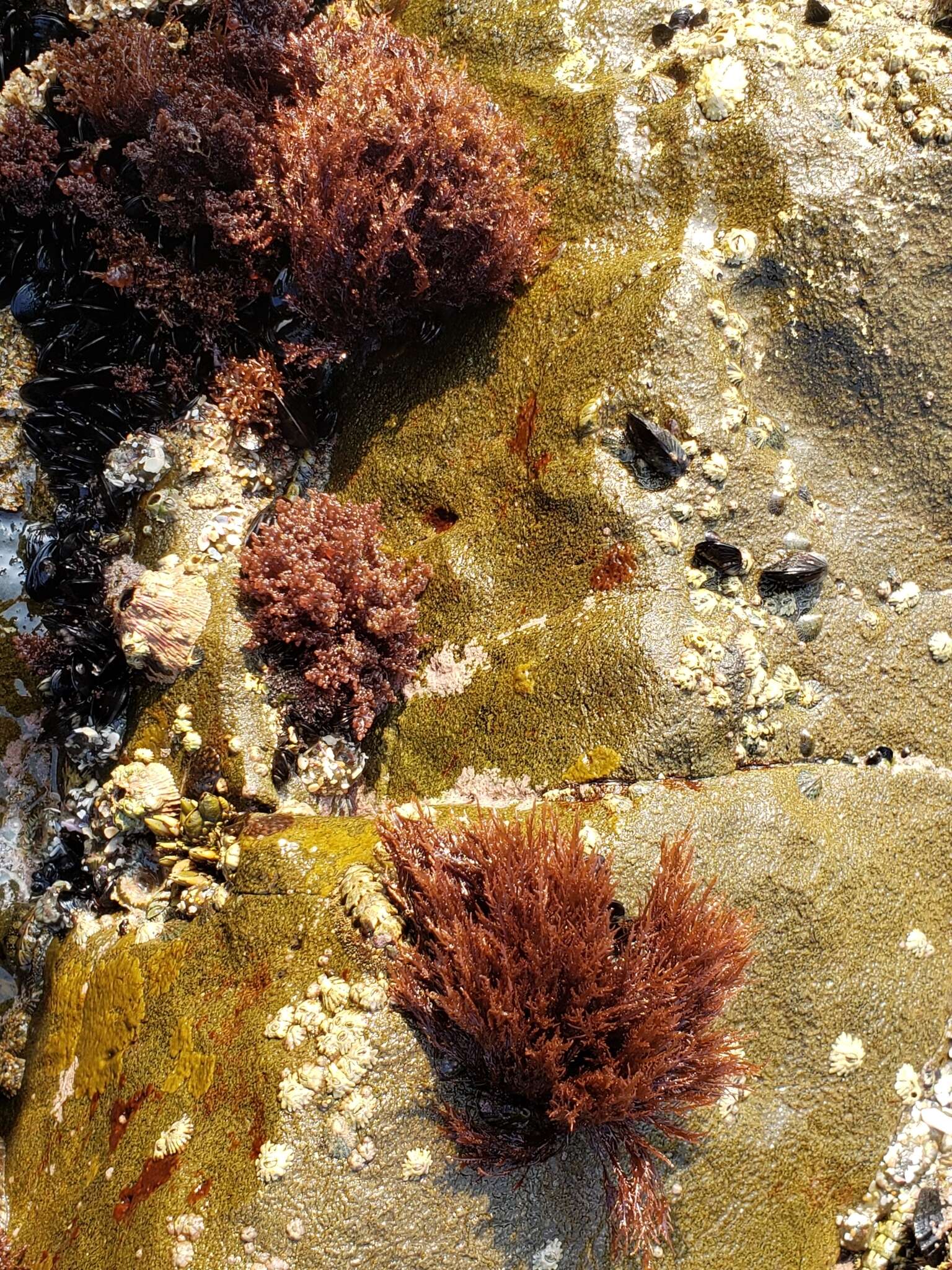 Image of Gelidium coulteri