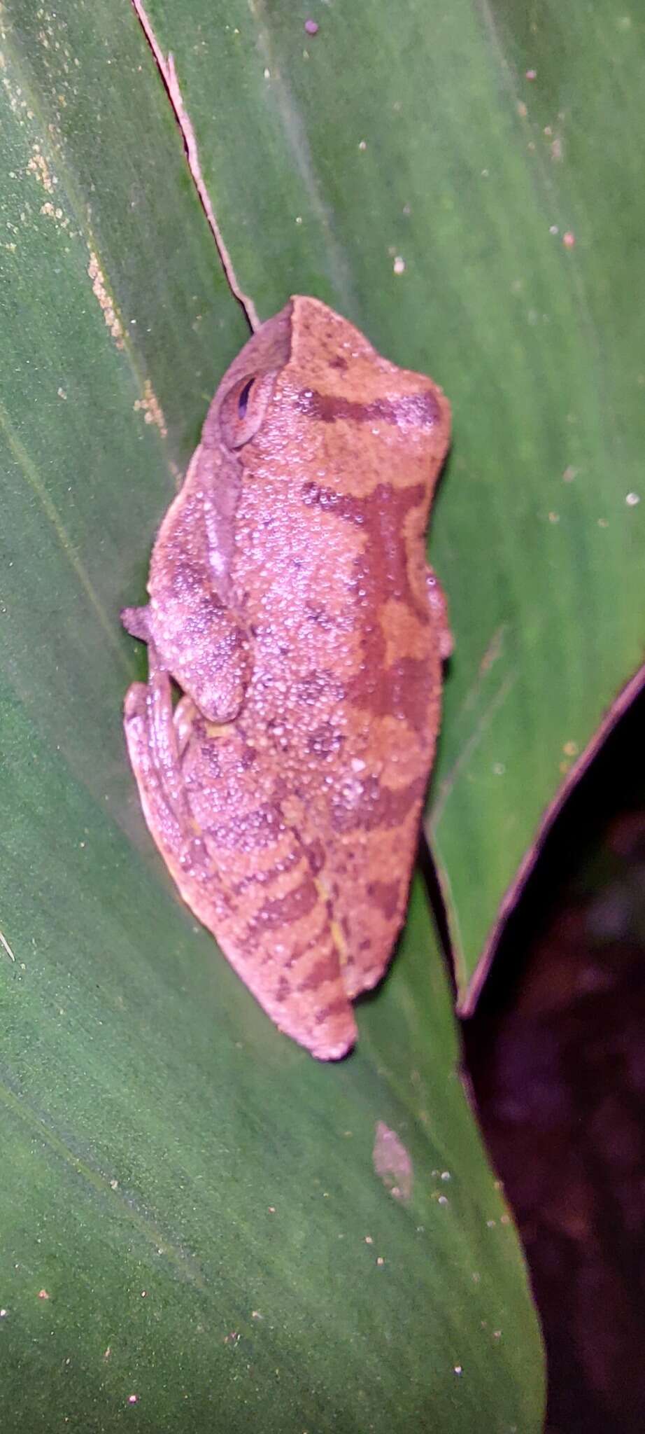 Image of Masked tree frog