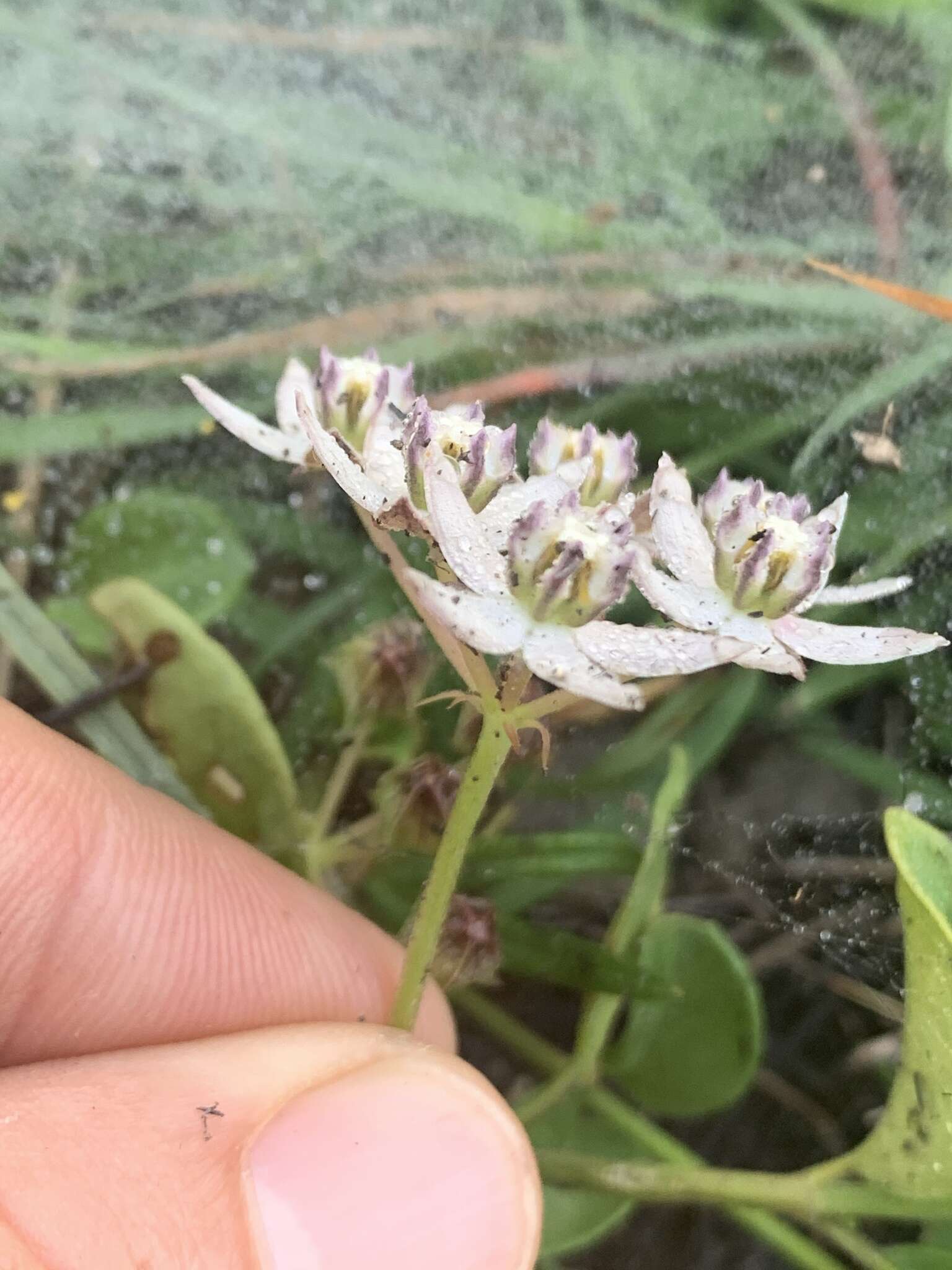 Image of Asclepias brevicuspis (E. Mey.) Schltr.