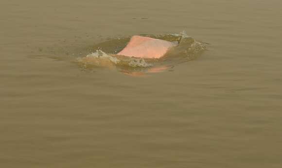 Image of river dolphins