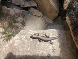 Image of Alpine Cool-skink