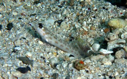 Image of Fierce shrimpgoby