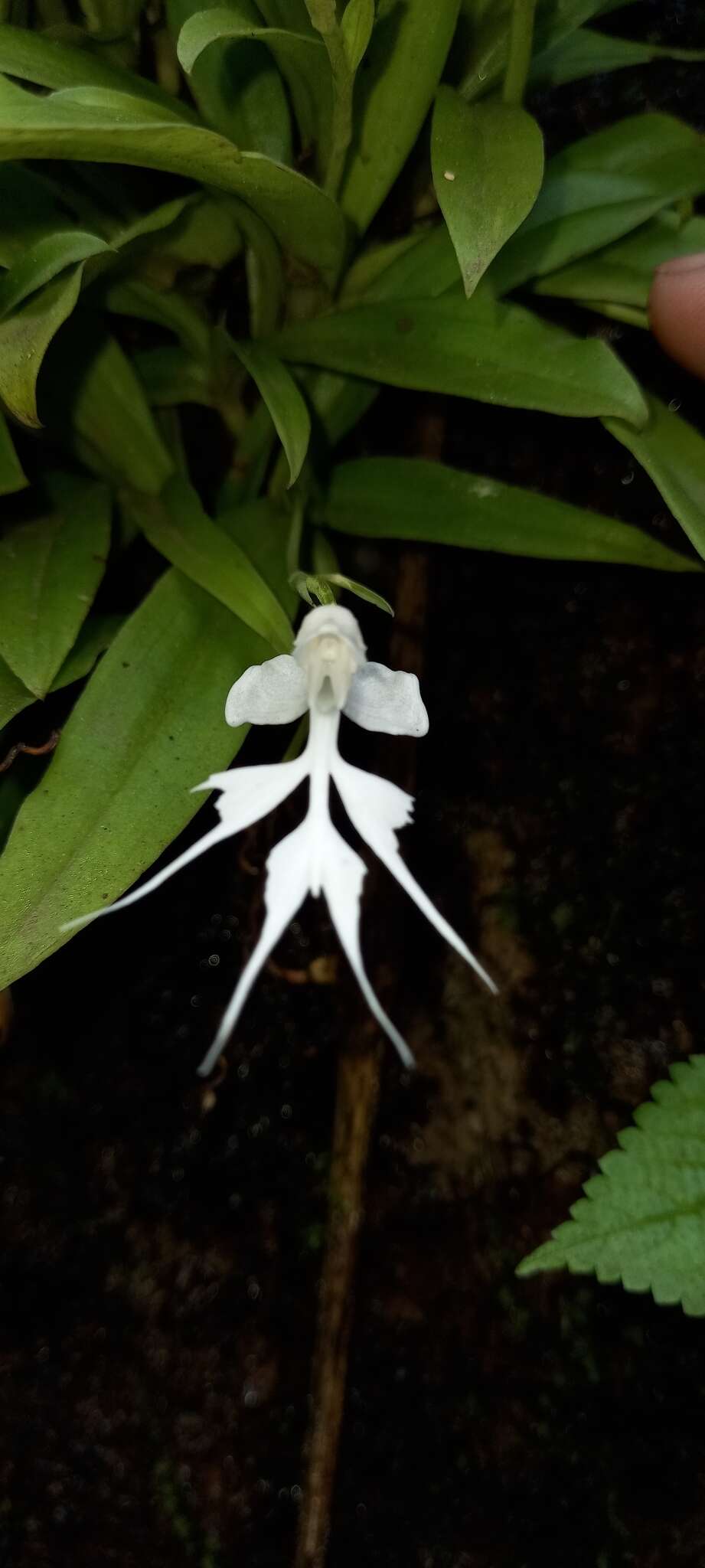 Image of Doll orchid