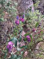 Image of Passiflora umbilicata (Griseb.) Harms