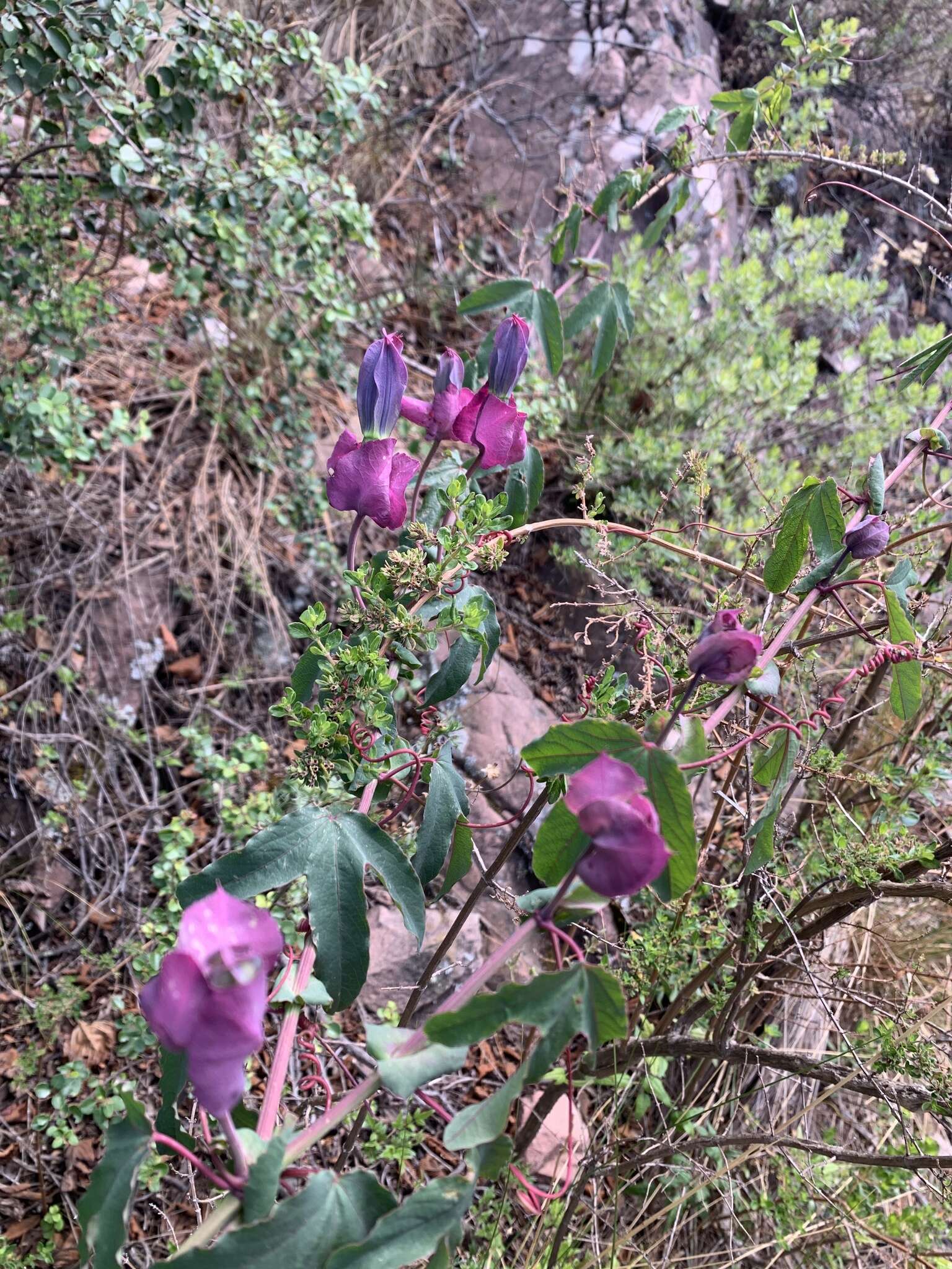 Image of Passiflora umbilicata (Griseb.) Harms