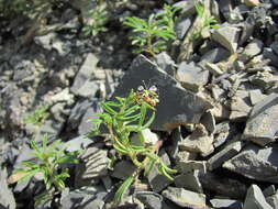 Image of Cleome circassica Tzvel.