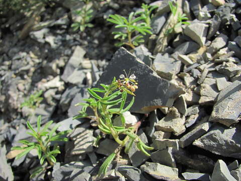 Image of Cleome circassica Tzvel.