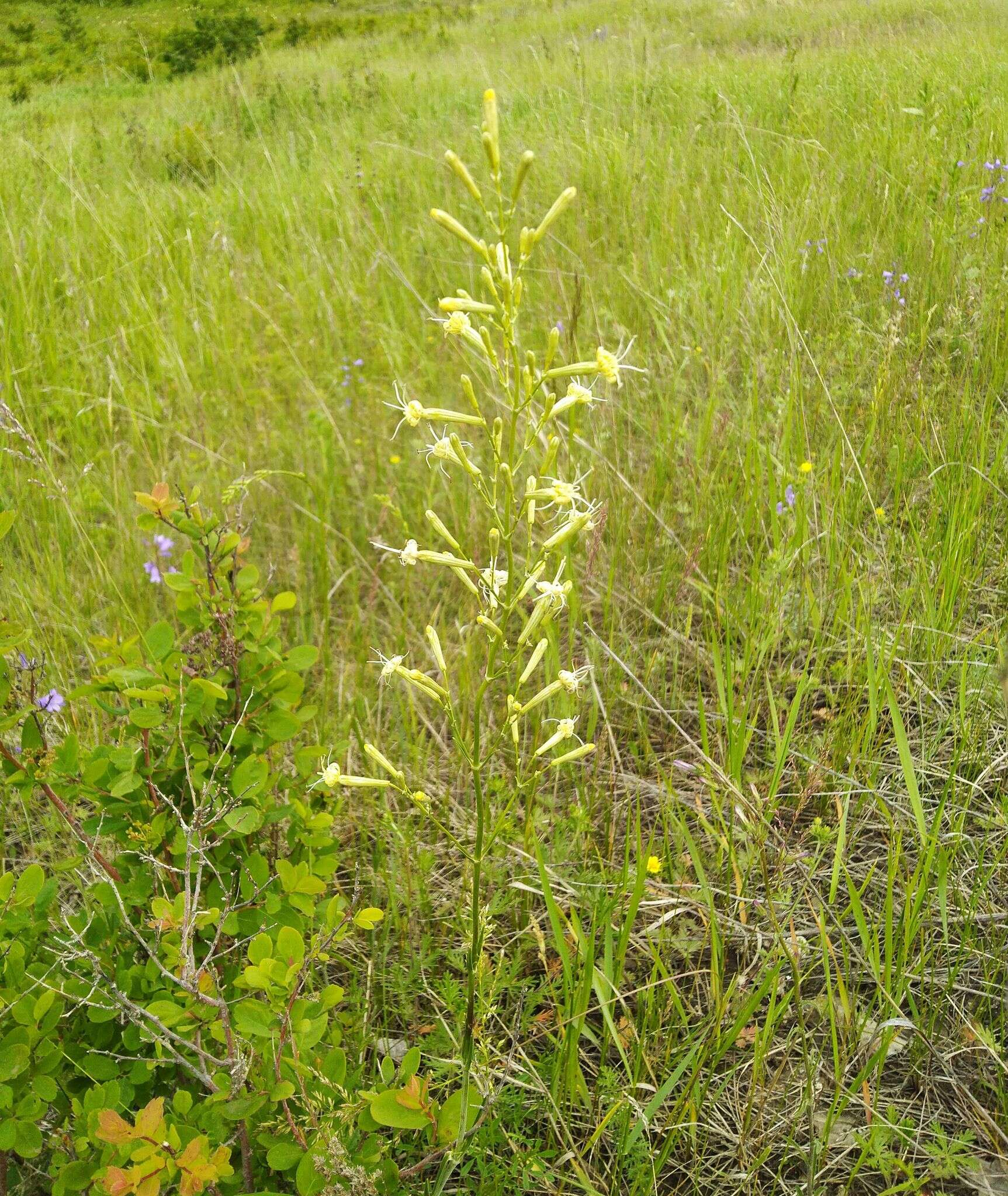 Image de Silene chlorantha (Willd.) Ehrh.