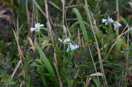 Image of Threecorner leek