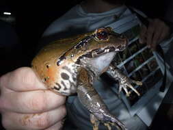 صورة Leptodactylus pentadactylus (Laurenti 1768)