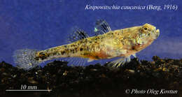 Image of Caucasian dwarf goby