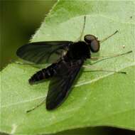 Image of Chrysopilus velutinus Loew 1861