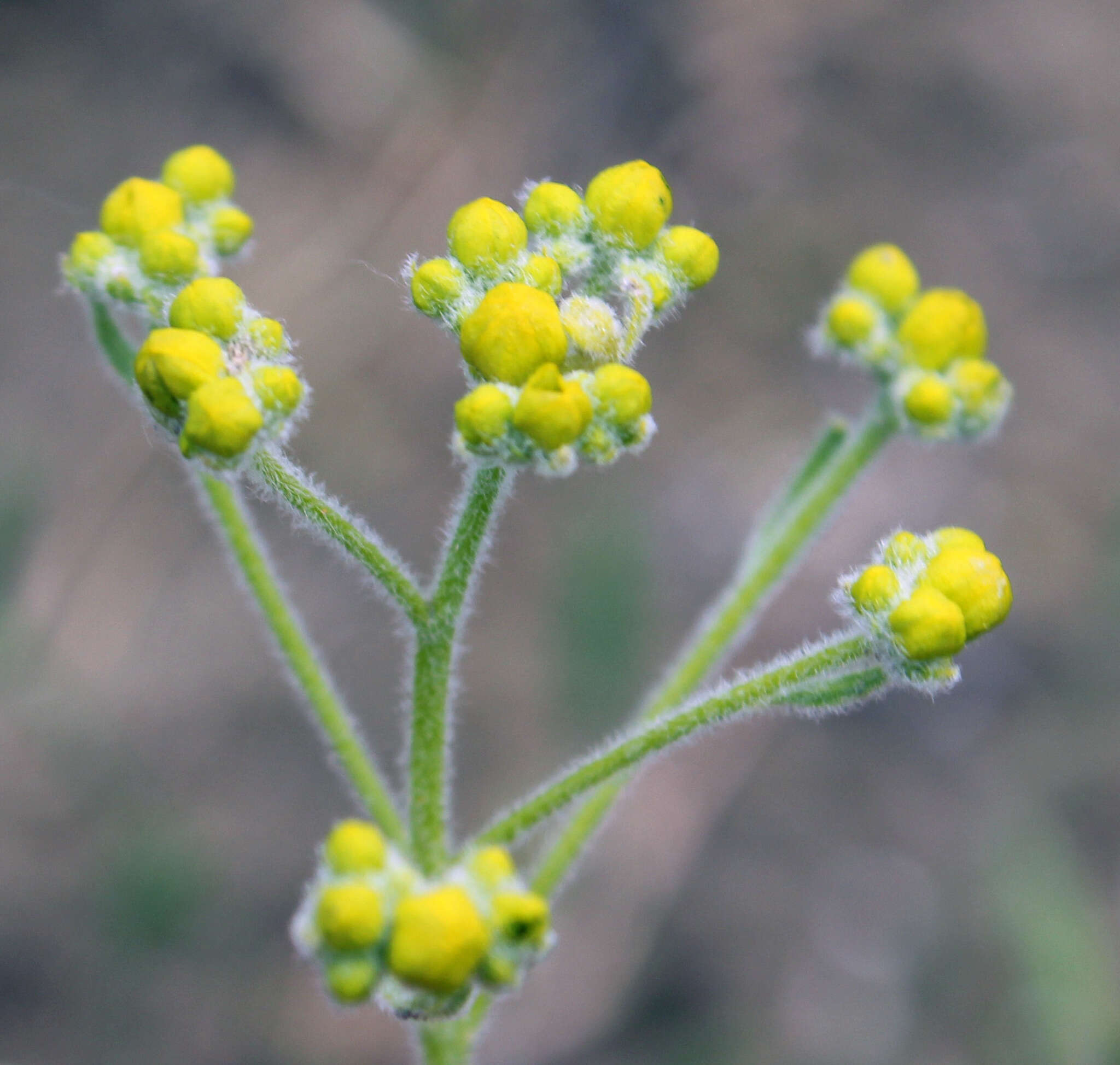 Image of Haplophyllum villosum (M. Bieb.) G. Don fil.