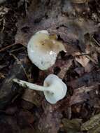 Plancia ëd Hygrophorus occidentalis A. H. Sm. & Hesler 1939