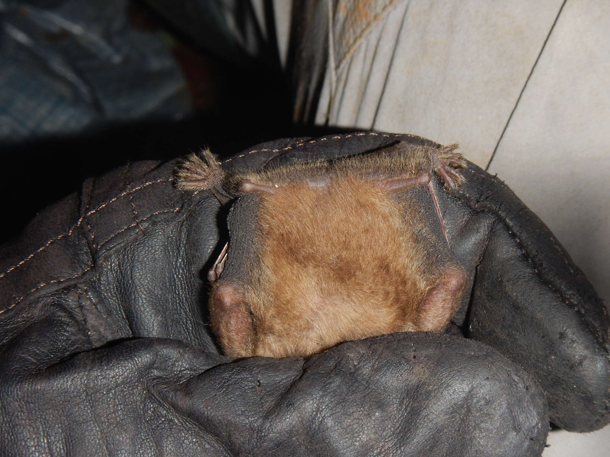 Image of dwarf little fruit bat