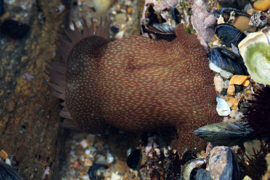 Image of Strawberry anemone