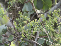 Image of graceful bedstraw