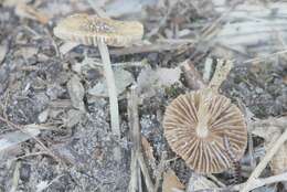 Image of Inocybe margaritispora (Berk.) Sacc. 1887