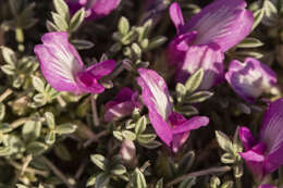 Imagem de Astragalus wittmannii R. C. Barneby