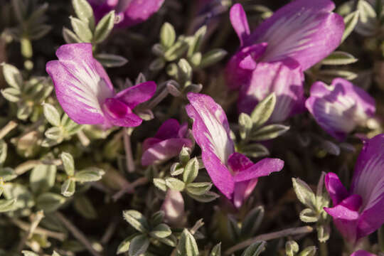 Image of Wittmann's milkvetch