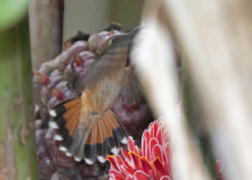 Image of Bronzy Hermit