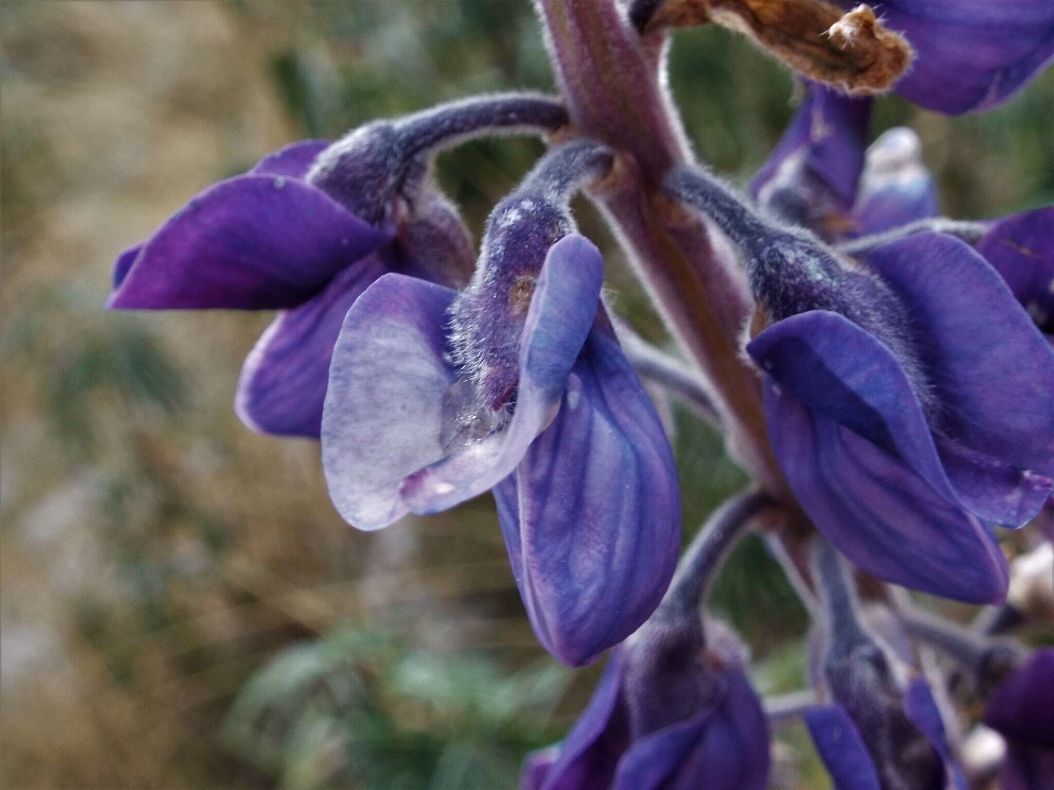 Image of Lupinus montanus Kunth