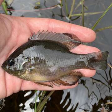 Image of Bluespotted Sunfish