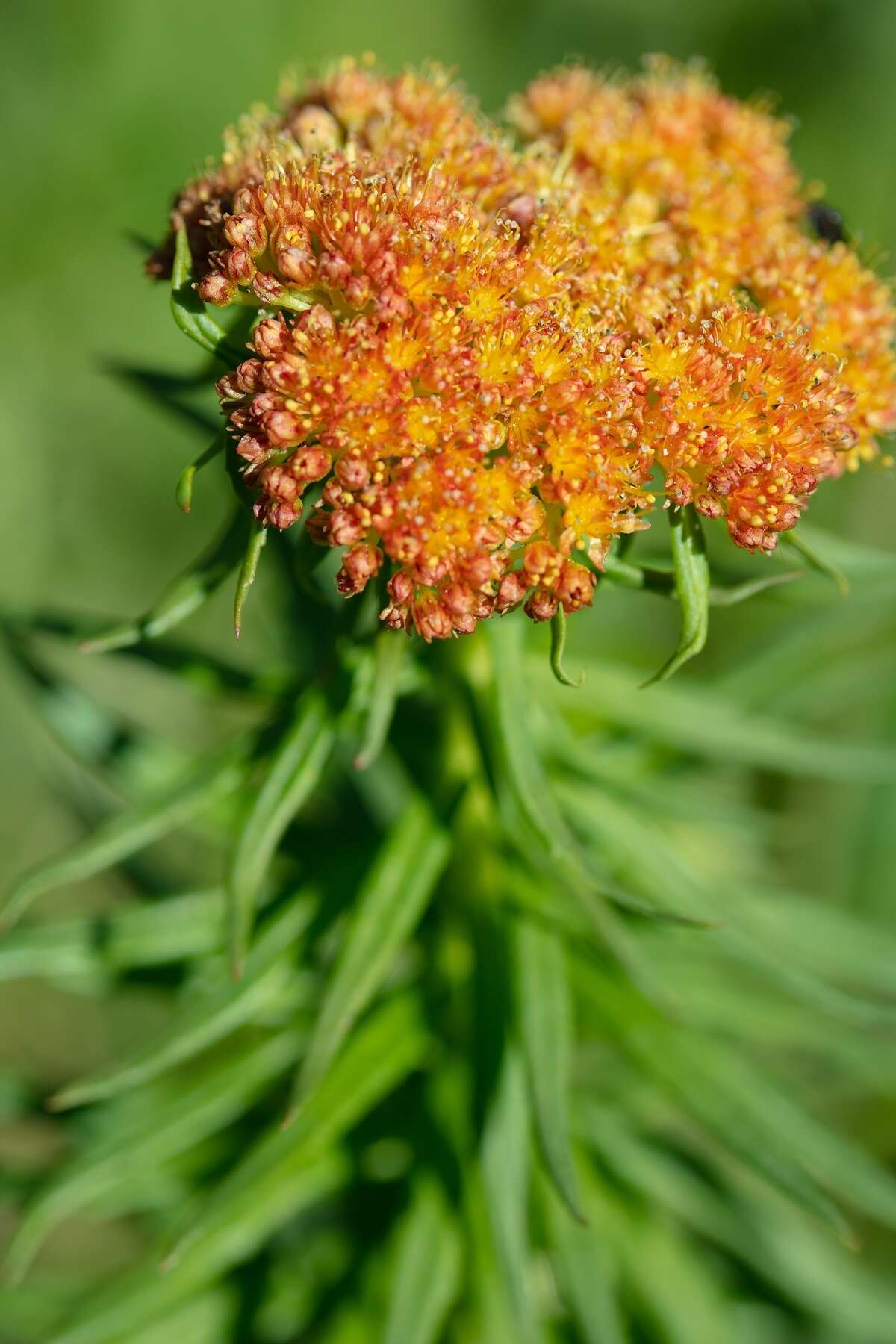 Image of Rhodiola kirilowii (Regel) Maxim.