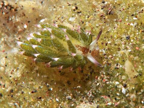 Image of Costasiella kuroshimae Ichikawa 1993