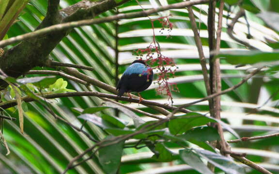 Image of Blue-backed Manakin