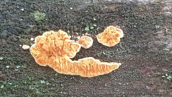 Pseudomerulius aureus (Fr.) Jülich 1979的圖片