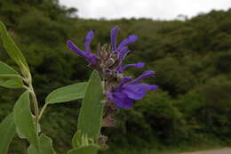 Image of Salvia retinervia Briq.