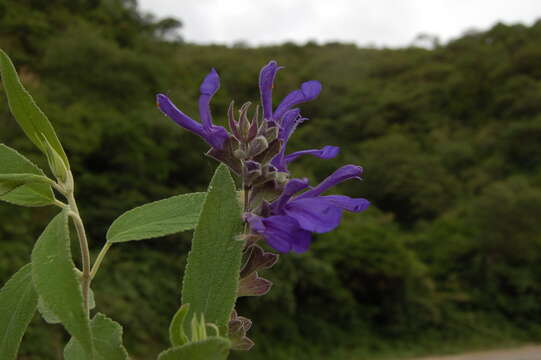 Image of Salvia retinervia Briq.