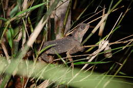 Imagem de Acanthosaura crucigera Boulenger 1885