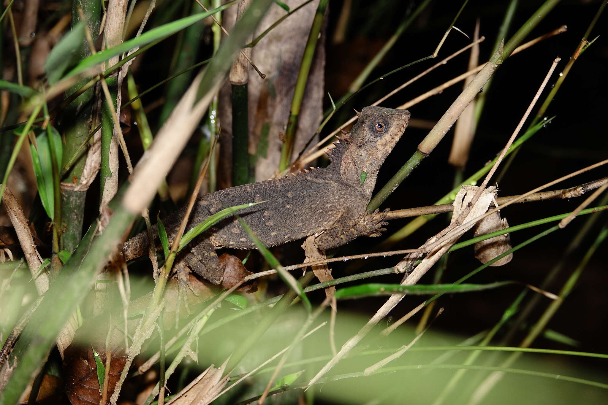 Image of Boulenger's Pricklenape