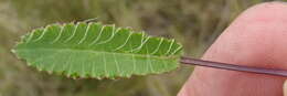 Image of Alepidea capensis var. capensis