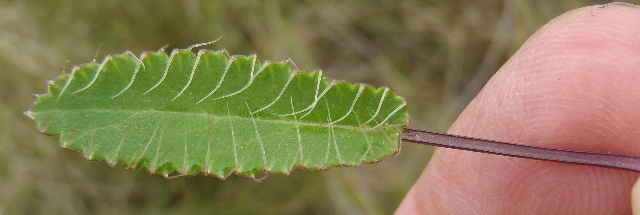 Image of Alepidea capensis var. capensis