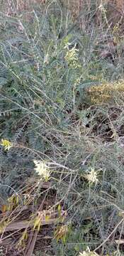 Image of Santa Barbara milkvetch