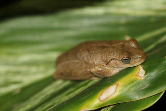 Litoria rothii (De Vis 1884)的圖片