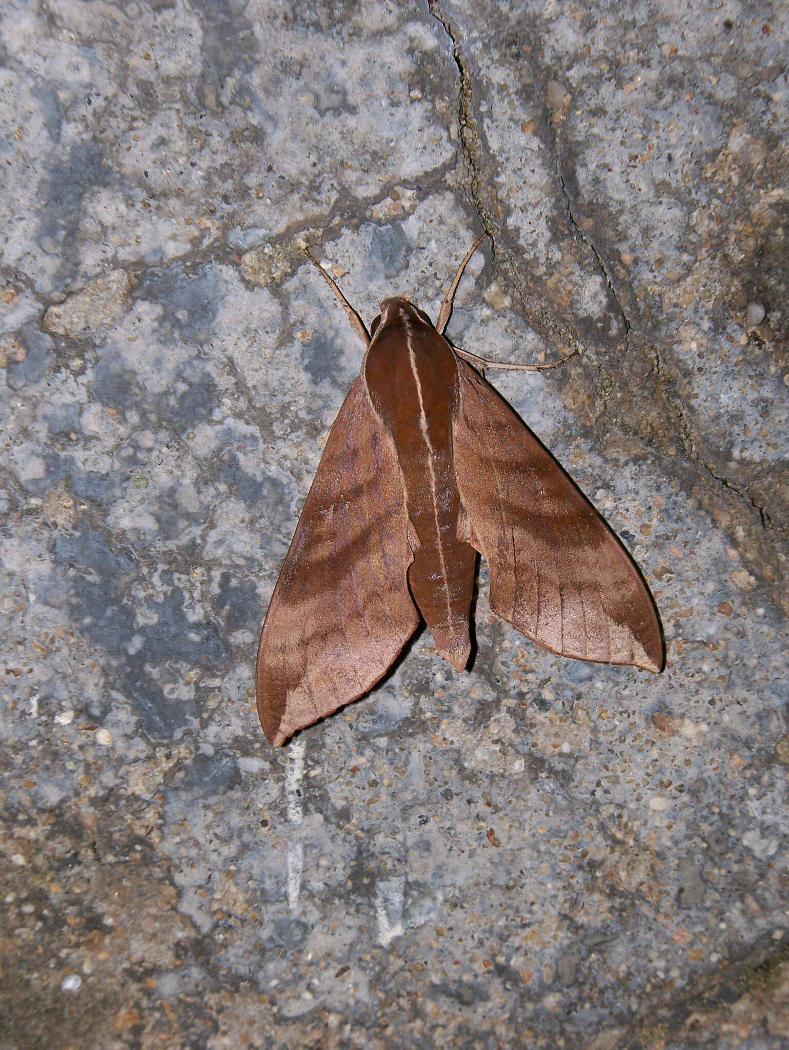 Image of Ampelophaga rubiginosa Bremer & Grey 1853